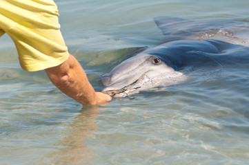 Fototapeta premium dolphin