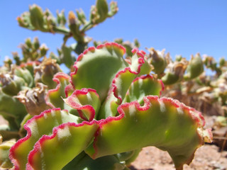 Wüstenpflanze Südafrika