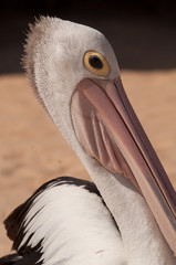 pelican