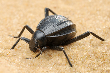 Darkling beetle on the sand