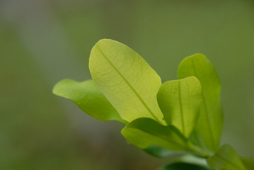 Foglie di coca - (Erythroxylum coca)