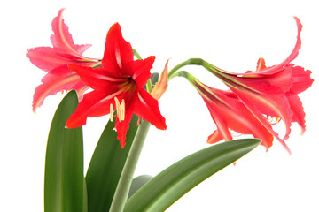 The red amaryllis flower  close up