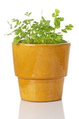 Potted Cilantro Plant