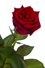 Isolated Red Rose