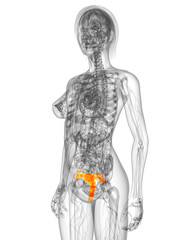 transparenter Körper mit markierter Gebärmutter