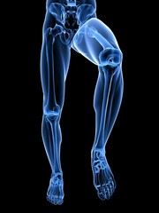 Beinskelett - Anatomie