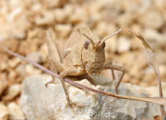 Grasshopper