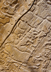 Old eaten wood