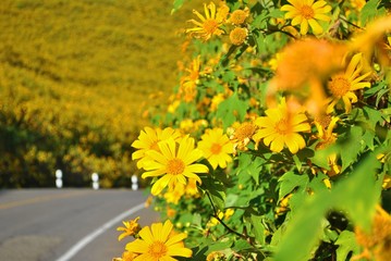 Yellow flowers.