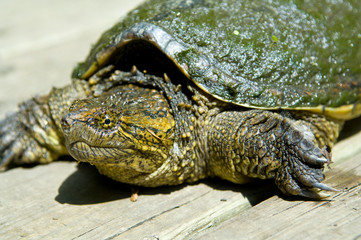 Turtle on the boardwalk