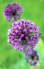 Zierlauch - Stars of Persia - Allium christophii