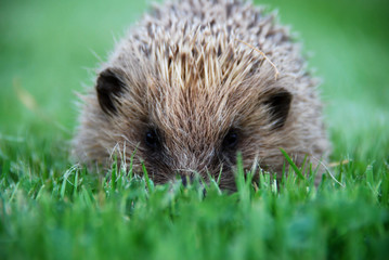 herisson hedgehog