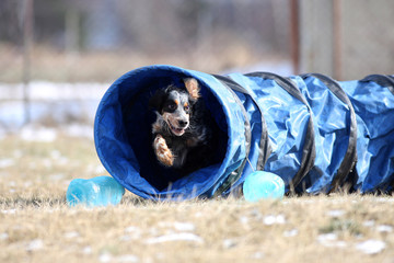Agality sports, dog is going through the tunnel