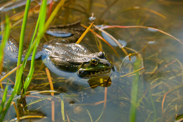 Frog