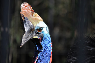 Cassowary