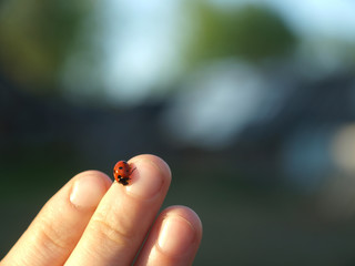 Ladybird on a hand