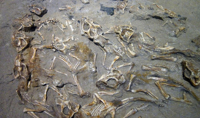 20100530_恐竜の骨格