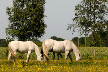 Zwei Araber