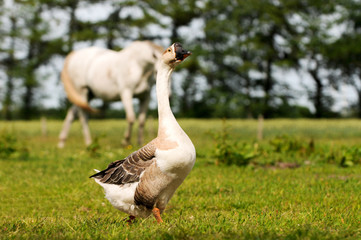 Höckergans auf Pferdeweide