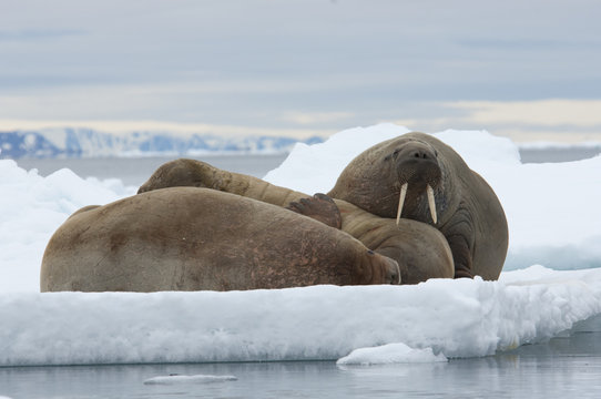 Walrus - Spitsbergen Ice Flow