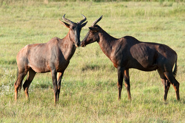 Fototapeta na wymiar Two Tsessebe Antelopes