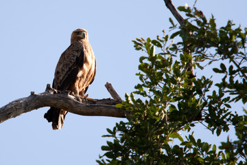 Tawny Eagle