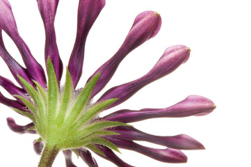 Naklejka premium Blüte (Kapmargerite)