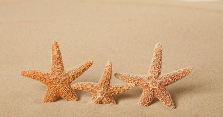 Fototapeta na wymiar Three Starfish in the Sand