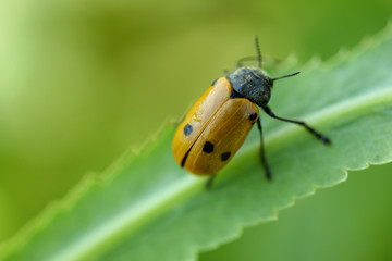 bug on green to a leaf