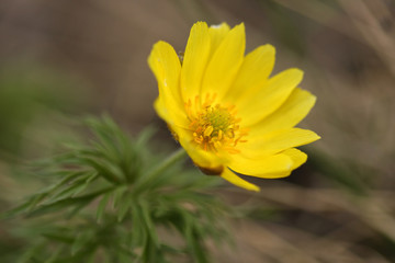 wild spring an adonis