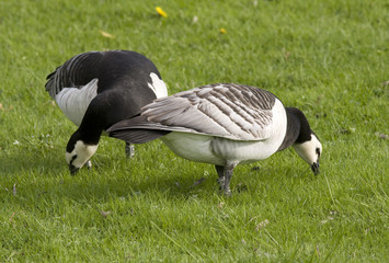 Barnacle goose