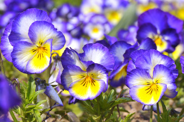 Fleurs de violettes bleues et jaunes - obrazy, fototapety, plakaty