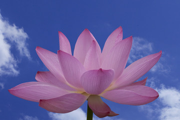 青空にハスの花