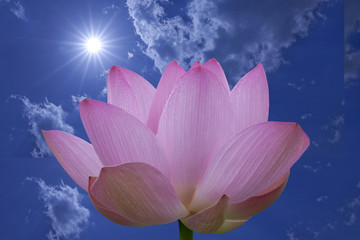 太陽とハスの花