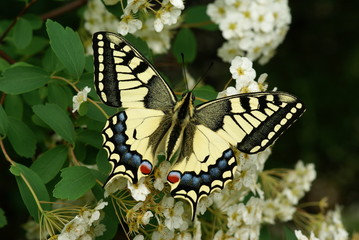 Naklejka premium Schwalbenschwanz Papilio machaon