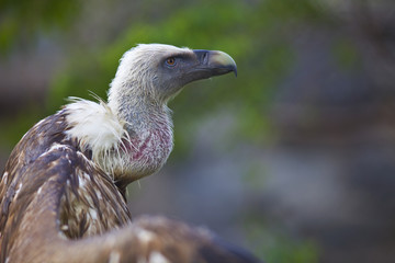 Griffin Vulture with open wing