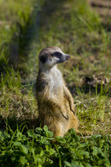 Meerkat - suricate on grass