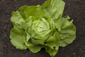 Kopfsalat im Kleingarten