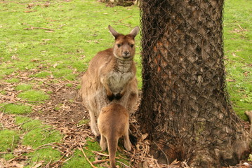 Kangaroo and it's child