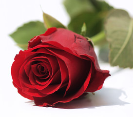 Rote Rose ganz nah