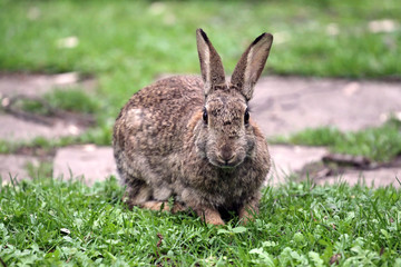 Fototapeta premium Hase