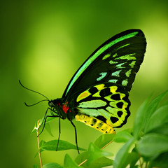 Beautiful butterfly