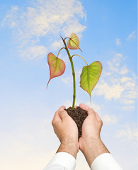 sprout in palms as a symbol of nature protection