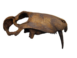 20100530_恐竜の骨格