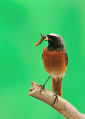 Colirrojo Real (Phoenicurus phoenicurus)