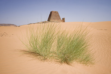Plant in the desert
