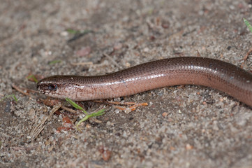 Blindschleiche, Lüneburger Heide