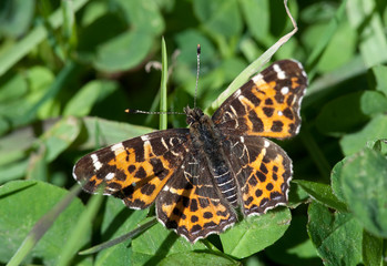 kleiner Schmetterling auf Klee