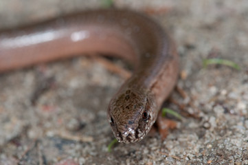 Blindschleiche, anguis fragilis