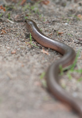 kriechende Blindschleiche